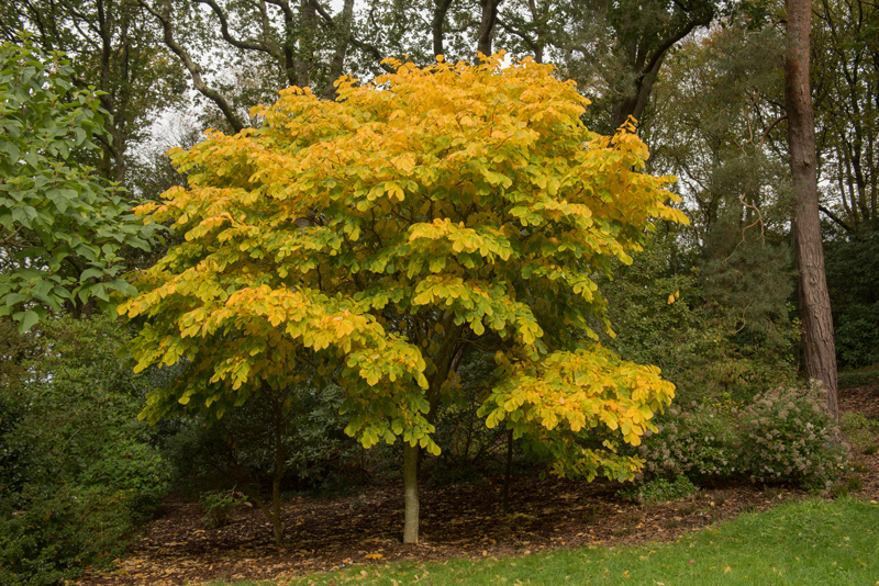 May: Yellowwood Tree