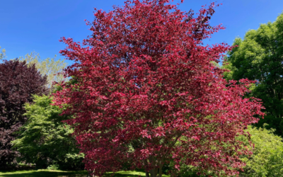June: Tri-Color Beech Tree