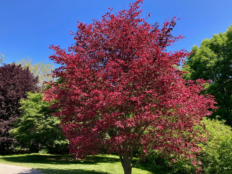 Tri color beech trees available at Adams Gardens in Nampa, Idaho