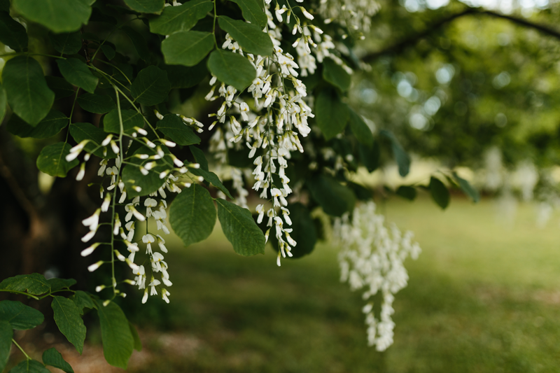 shutterstock_2458249413_Small Yellowwood tree available at Adams Gardens in Nampa, Idaho