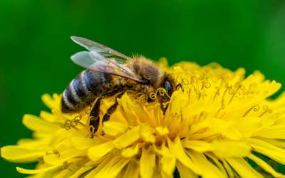 Supporting Pollinators
