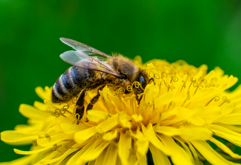 Supporting Pollinators at Adams Gardens in Nampa, Idaho