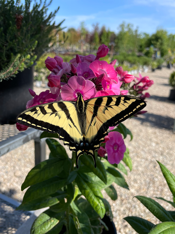 Butterfly pollinating at Adams Gardens in Nampa, Idaho