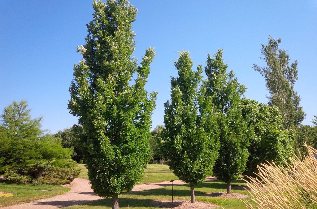 August: Crimson Spire Oak Tree