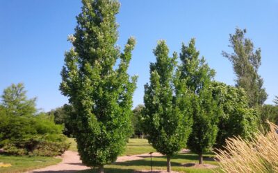August: Crimson Spire Oak Tree