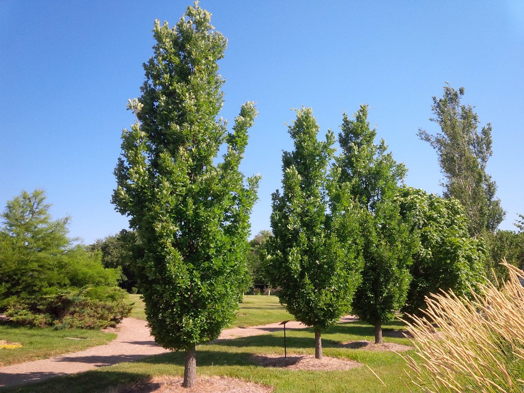 Crimson Spire Oak Trees at Adams Gardens in Nampa, Idaho