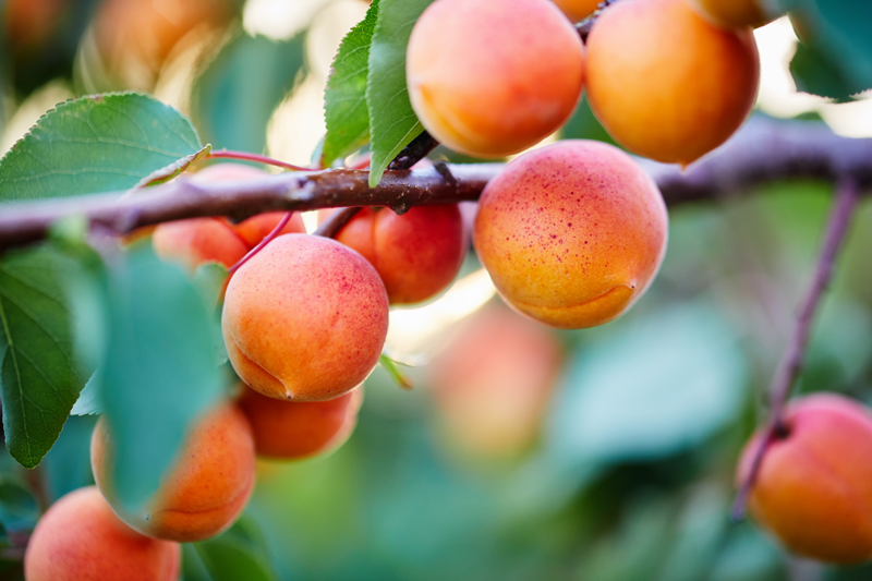 Pixie-cot apricot trees available at Adams Gardens in Nampa, Idaho