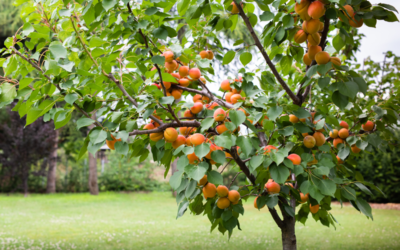July: Pixie-Cot Apricot Tree