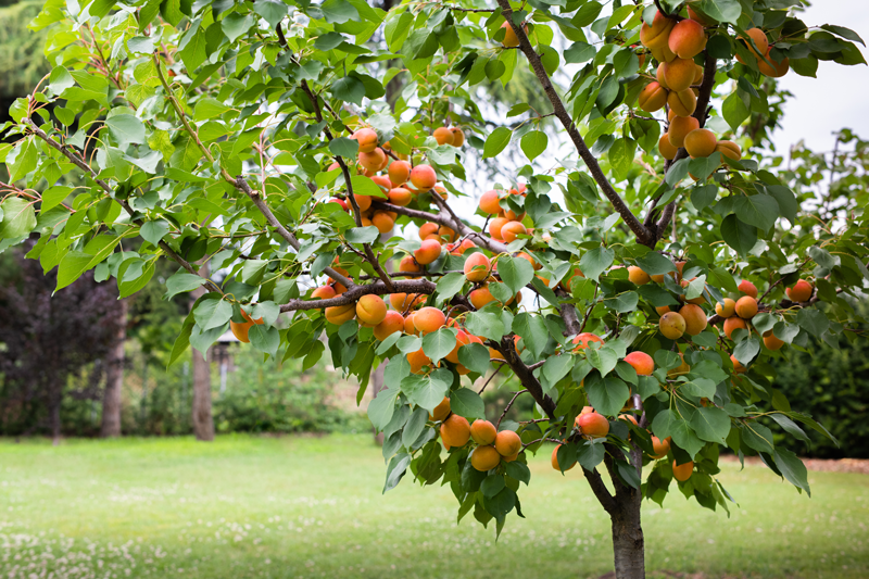 Pixie-cot apricot trees available at Adams Gardens in Nampa, Idaho