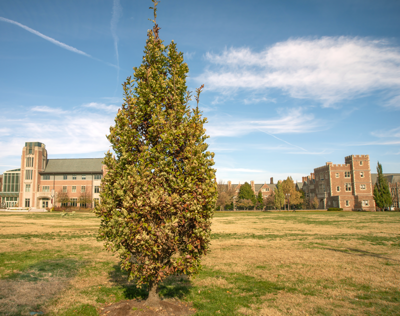 Crimson Spire Oak tree at Adams Gardens in Nampa, Idaho