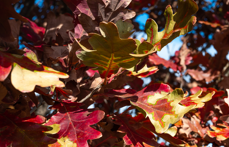 Crimson Spire Oak tree red at Adams Gardens in Nampa, Idaho
