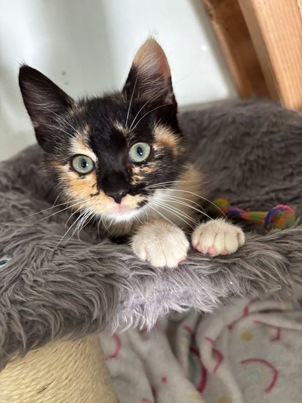 Jasmin, foster kitten at Adams Gardens in Nampa, Idaho