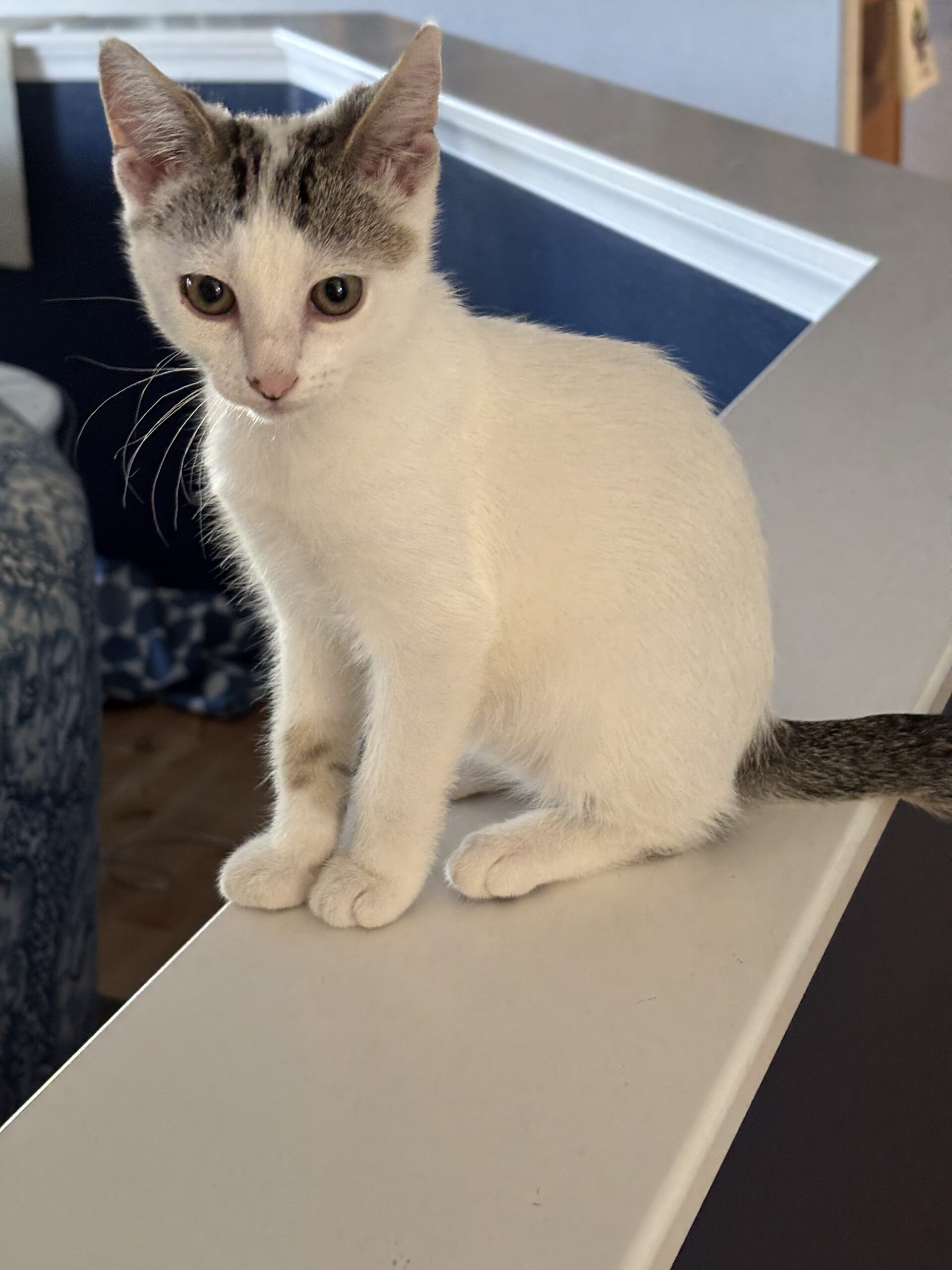 Star, a foster kitten at Adams Gardens in Nampa, Idaho