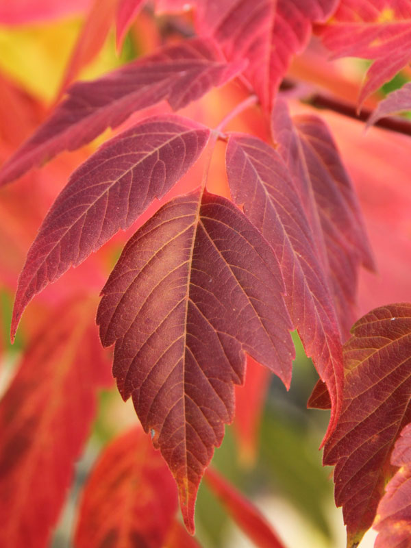 sensation box elder maple tree at Adams Gardens in Nampa, Idaho