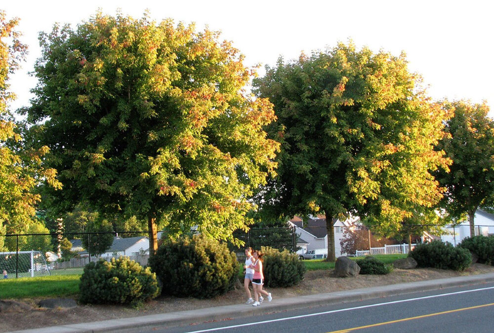 September: ‘Sensation’ Box Elder Maple Tree