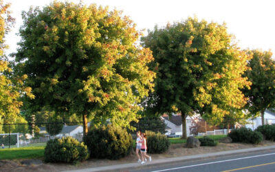September: ‘Sensation’ Box Elder Maple Tree