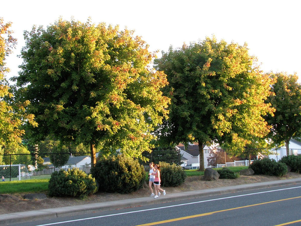Sensation Box Elder Maple Tree at Adams Gardens in Nampa, Idaho