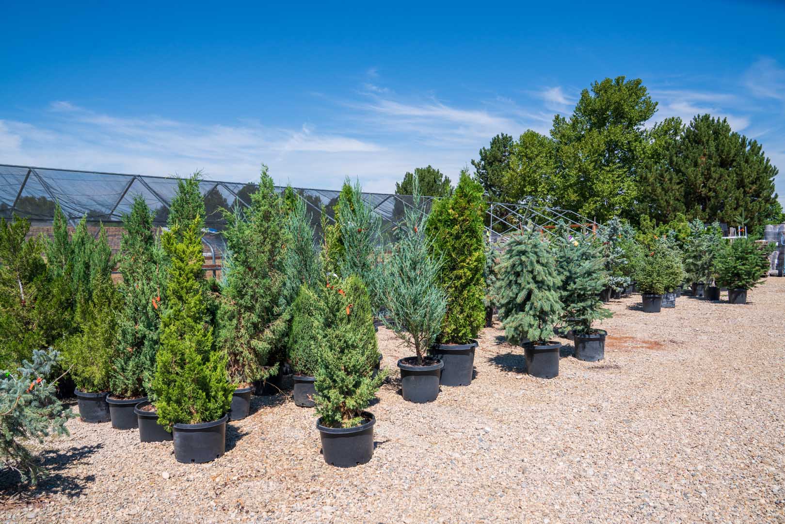 Tree Sale at Adams Gardens in Nampa, Idaho