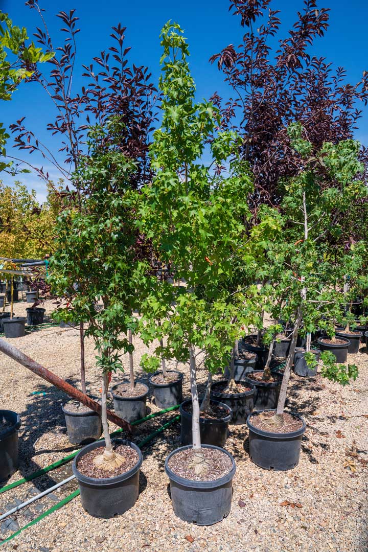 Fall Sale at Adams Gardens in Nampa, Idaho