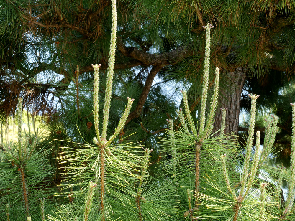 Thunderhead Japanese Black Pine Tree Candles at Adams Gardens in Nampa, Idaho