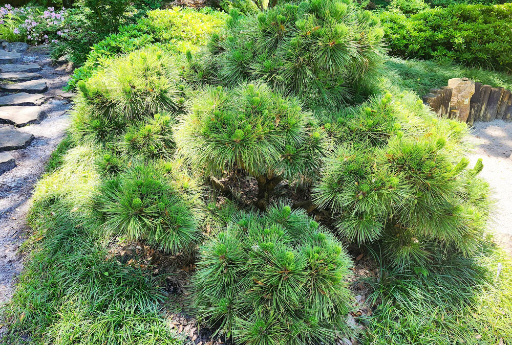 October: Thunderhead Japanese Black Pine