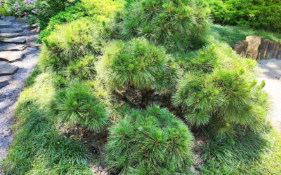 October: Thunderhead Japanese Black Pine