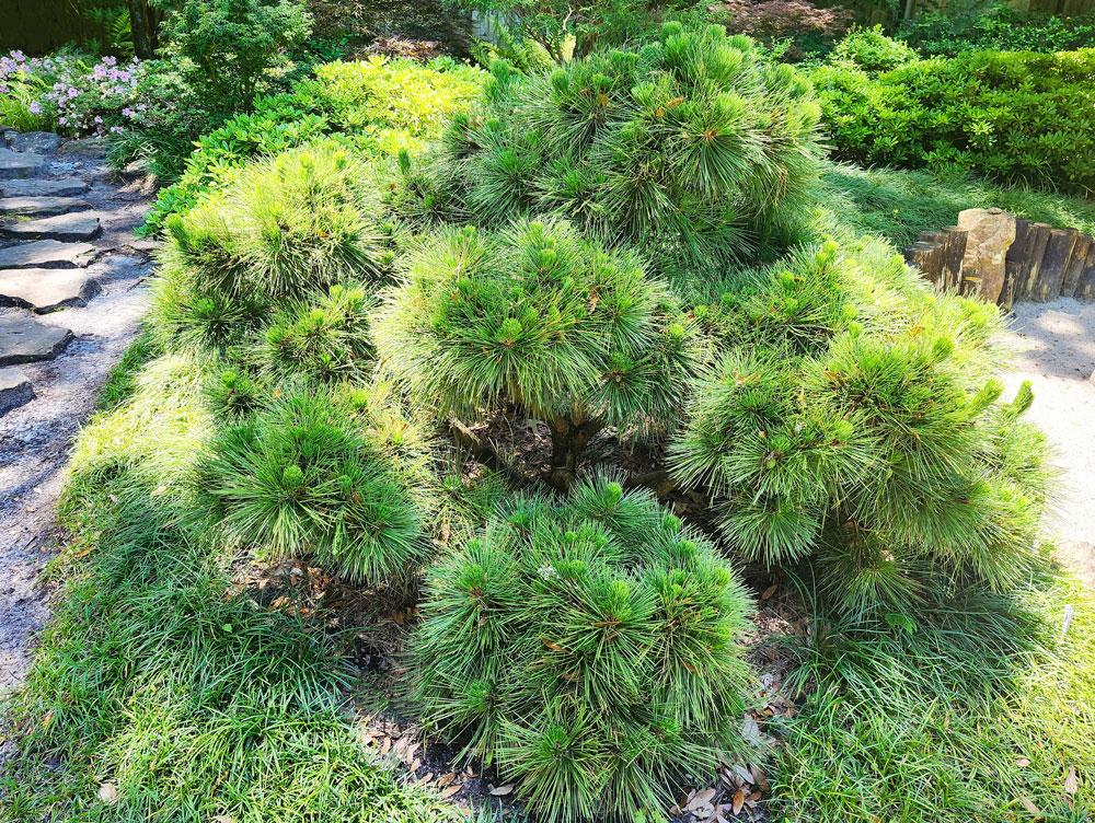 Thunderhead Japagese Black Pine Tree at Adams Gardens in Nampa, Idaho