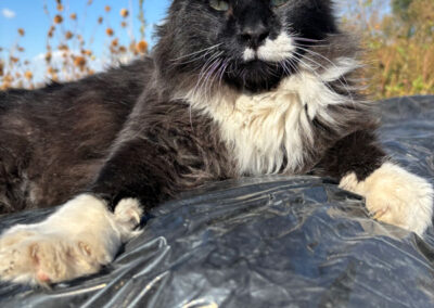 Tobias the cat at Adams Gardens in Nampa, Idaho