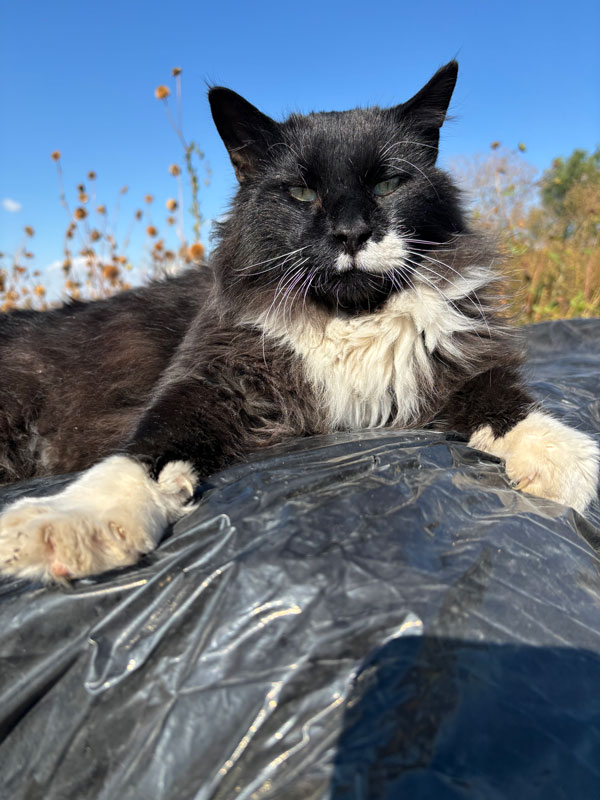 Tobias-small Tobias the cat at Adams Gardens in Nampa, Idaho