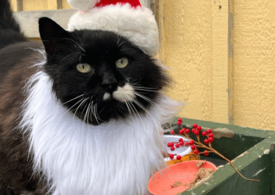 Tobias the Cat as Santa at Adams Gardens