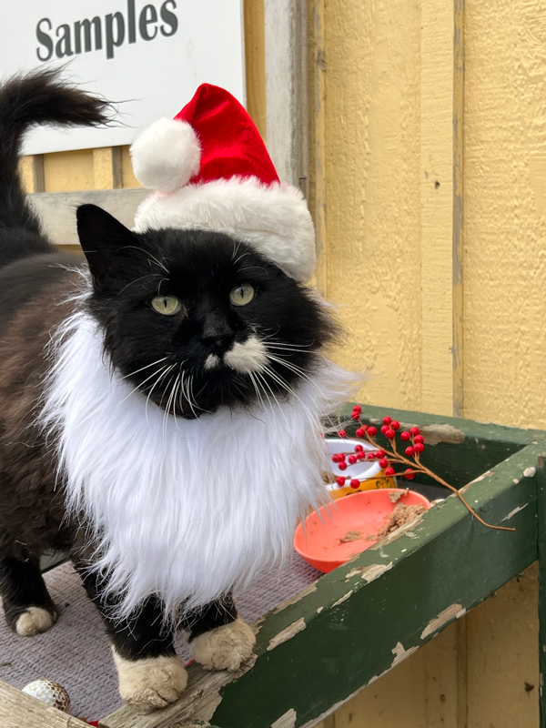 Tobias the Cat as Santa at Adams Gardens 