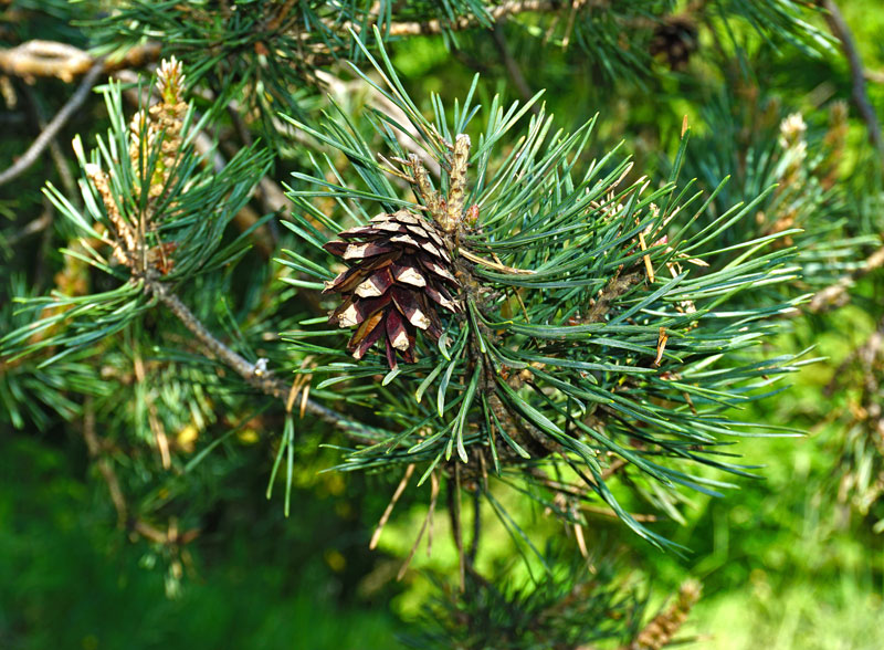 Scotch Pine Trees available at Adams Gardens in Nampa, Idaho