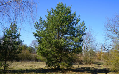 November: Scotch Pine Tree
