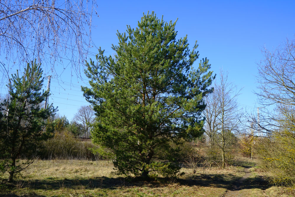 Scotch Pine Trees at Adams Gardens in Nampa, Idaho