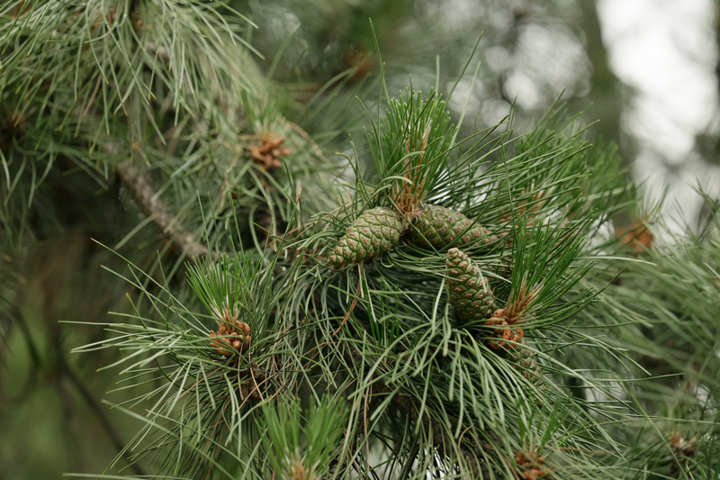 Austrian Pine Tree at Adams Gardens in Nampa, Idaho