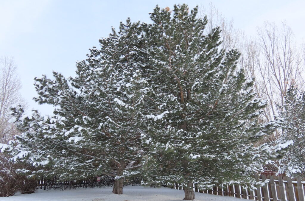December: Austrian Pine Tree