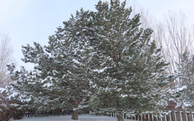 December: Austrian Pine Tree