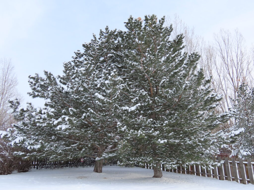 Austrian Pine Tree at Adams Gardens in Nampa, Idaho