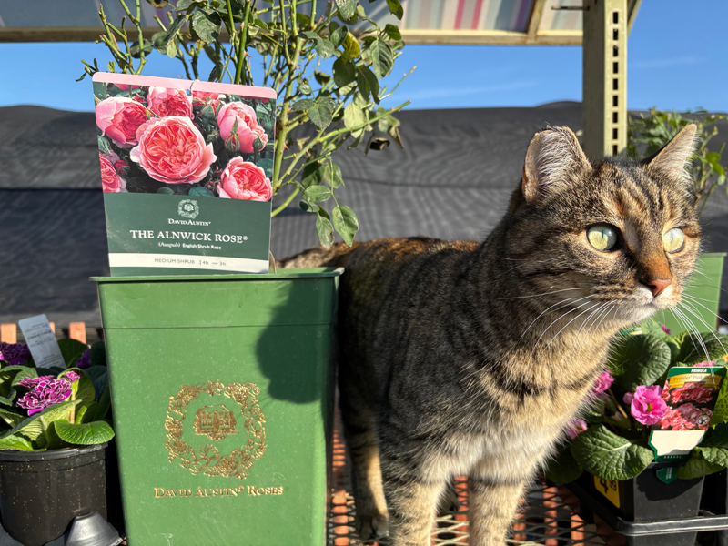 Lucy the Cat with Roses at Adams Gardens in Nampa, Idaho