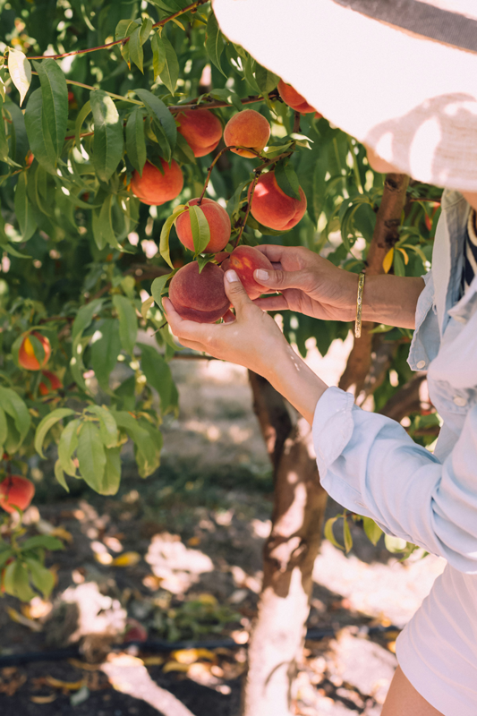 Fruit Trees Available at Adams Gardens in Nampa, Idaho