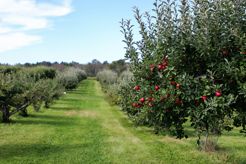 Fruit Trees Available at Adams Gardens in Nampa, Idaho
