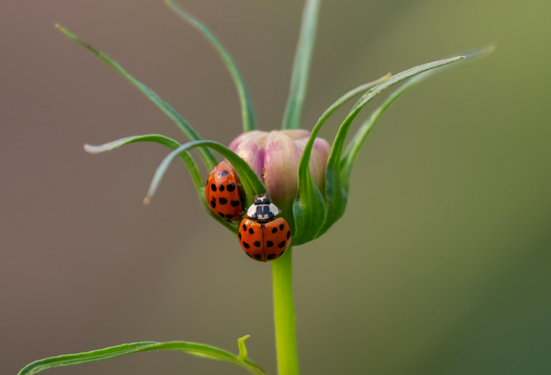 Ladybugs available at Adams Gardens in Nampa, Idaho
