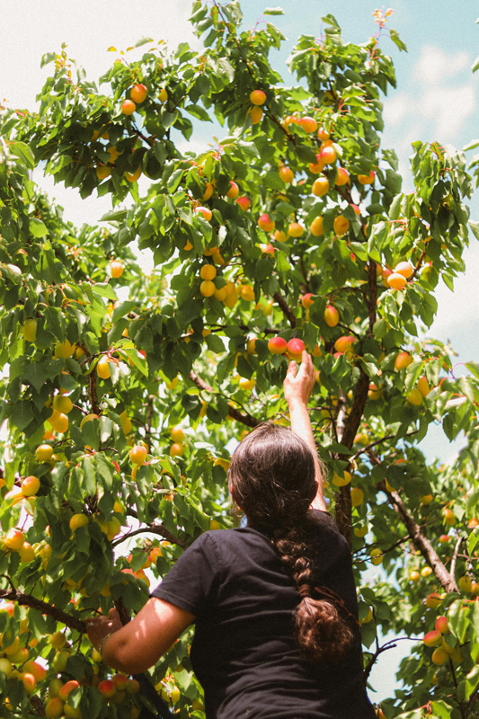 Fruit Trees Available at Adams Gardens in Nampa, Idaho