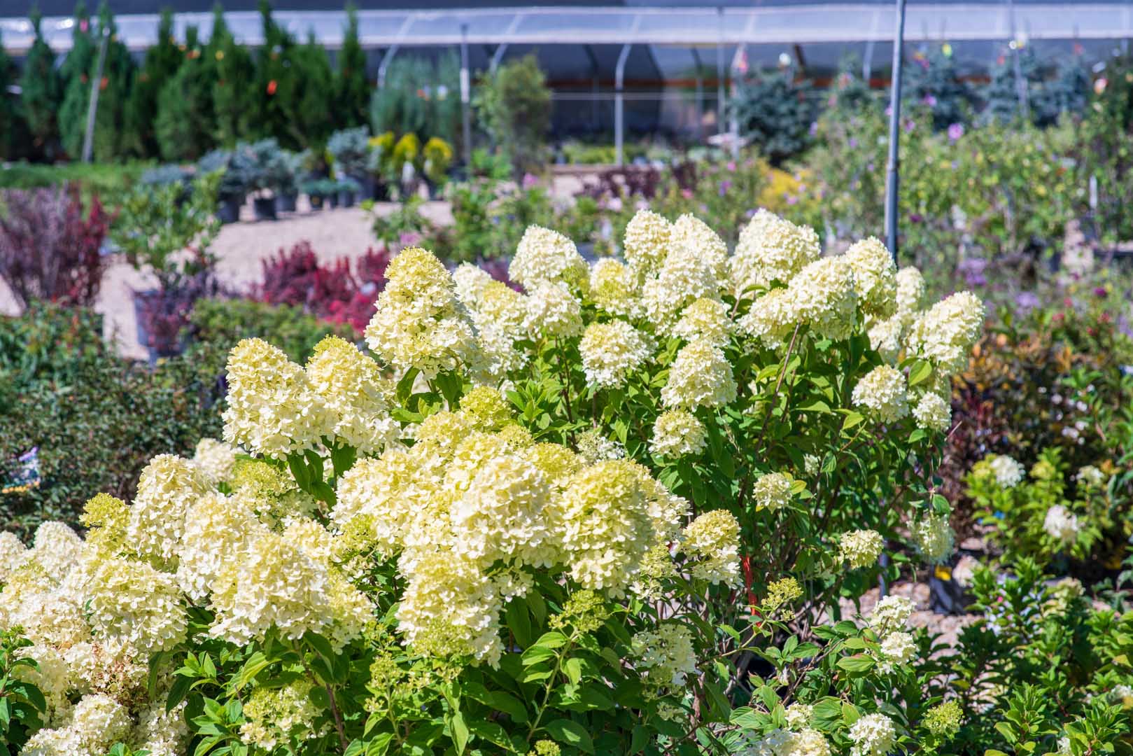 Shrubs at Adams Gardens in Nampa, Idaho