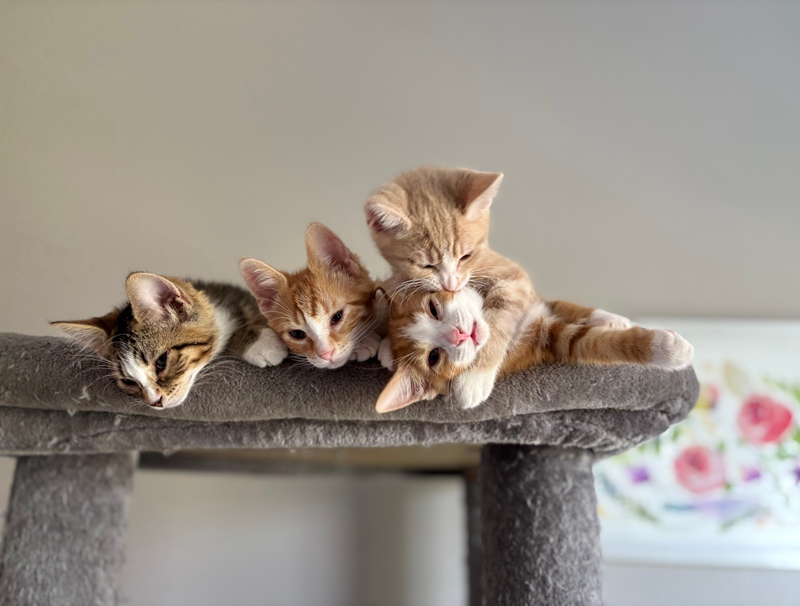 Kittens at Adams Gardens in Nampa, Idaho