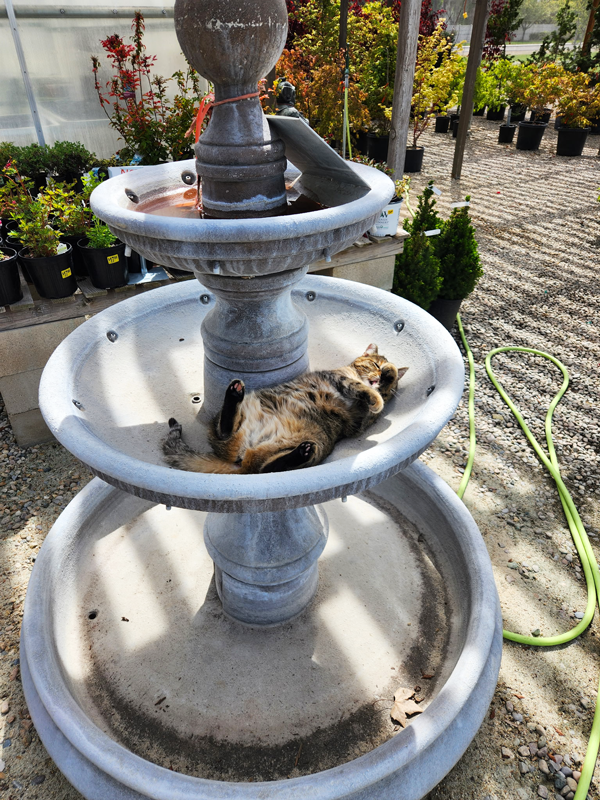 Lucy the shop cat at Adams Gardens in Nampa, Idaho