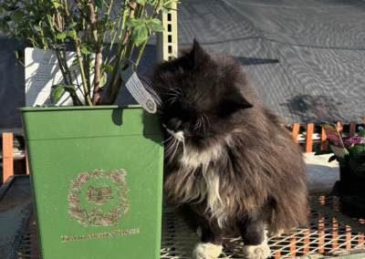Tobias the shop cat at Adams Gardens in Nampa, Idaho