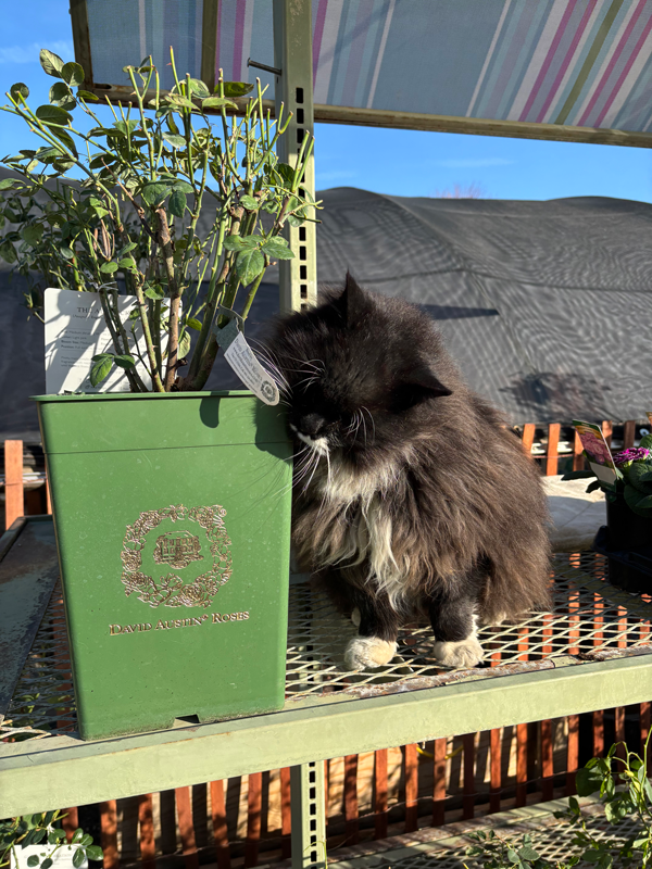 Tobias the shop cat at Adams Gardens in Nampa, Idaho