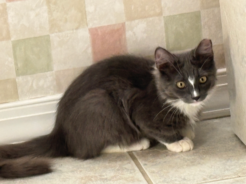 Fuzzy up for adoption at Adams Gardens in Nampa, Idaho