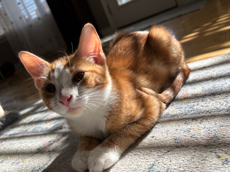 Rufus the foster cat at Adams Gardens in Nampa, Idaho